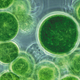 Image for article titled The Future Will Run on Algae